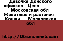 Девочка Донского сфинкса › Цена ­ 14 000 - Московская обл. Животные и растения » Кошки   . Московская обл.